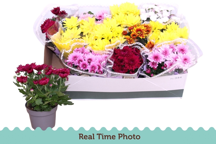 <h4>CHRYS GEM 6 KL</h4>