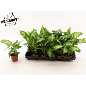 Dieffenbachia  'Compacta'