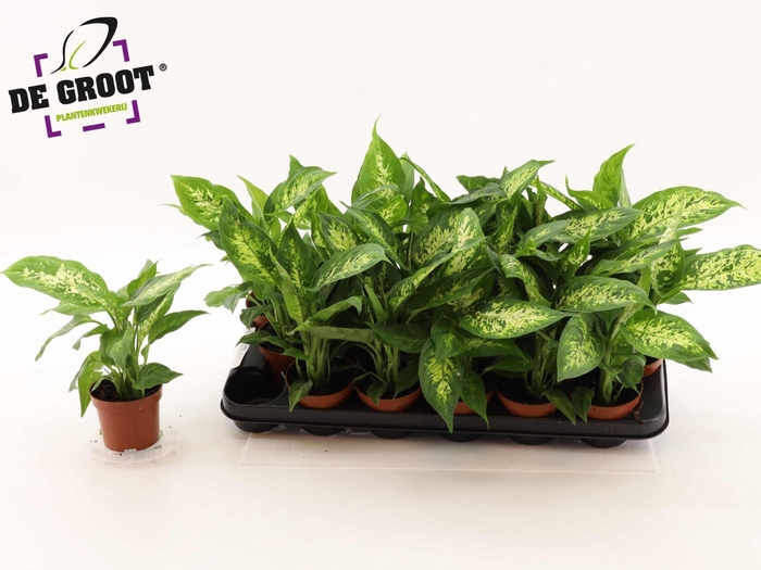 <h4>Dieffenbachia  'Compacta'</h4>