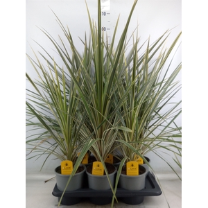 Cordyline austr. 'Variegata'