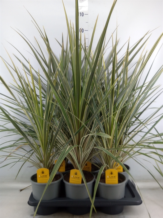 <h4>Cordyline austr. 'Variegata'</h4>