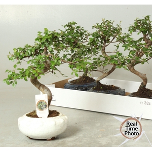 BONSAI GEM