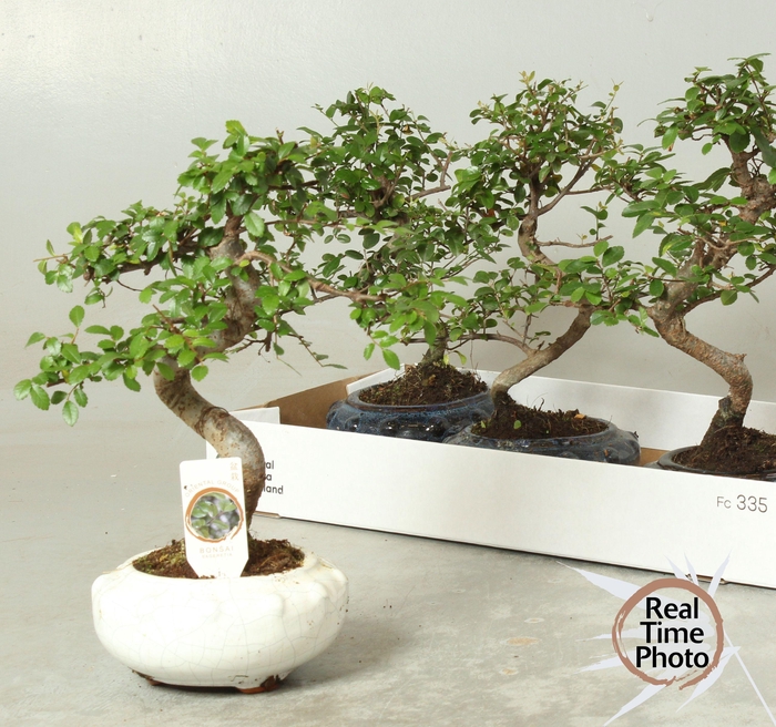 <h4>Bonsai Gem</h4>