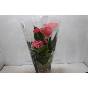 ANTHURIUM COLORADO P17 PREMIUM