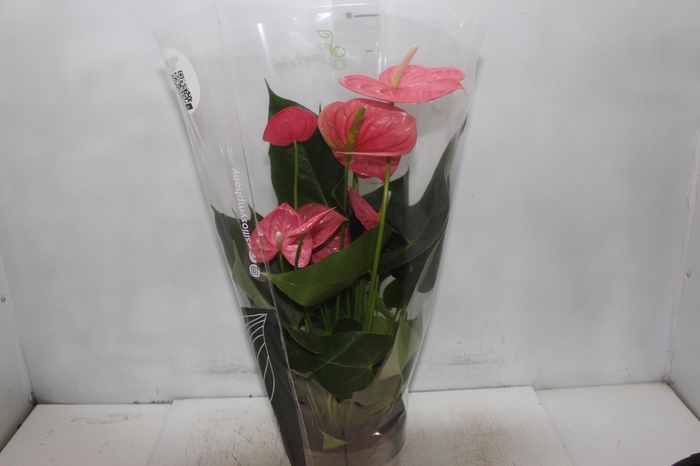 <h4>ANTHURIUM COLORADO P17 PREMIUM</h4>