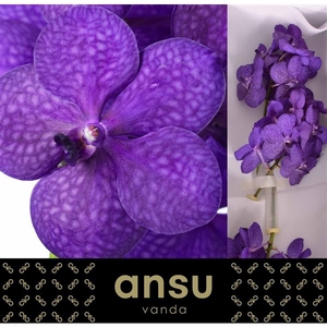 Vanda Tayanee Blue X25