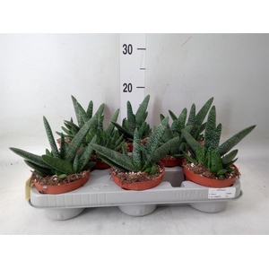 Gasteria carinata var. verrucosa