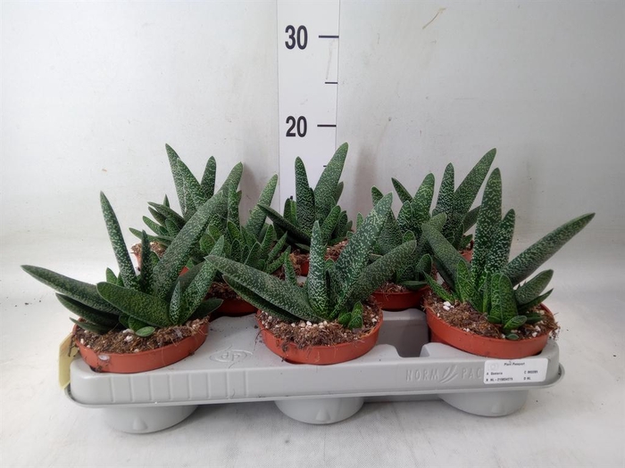 <h4>Gasteria carinata var. verrucosa</h4>
