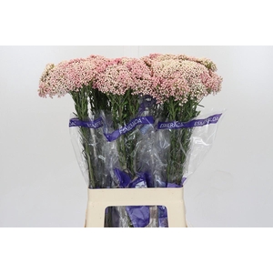 Ozothamnus Cooks Tall Pink