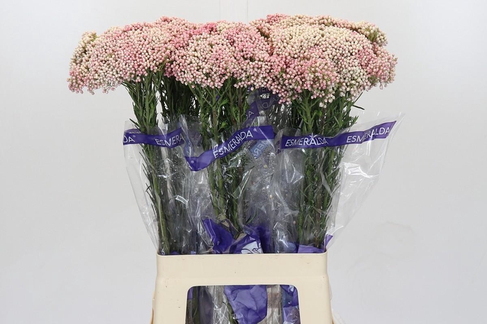 Ozothamnus Cooks Tall Pink