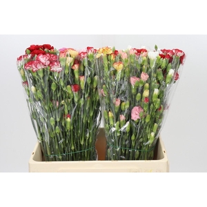 Dianthus Sp Mix in Bucket