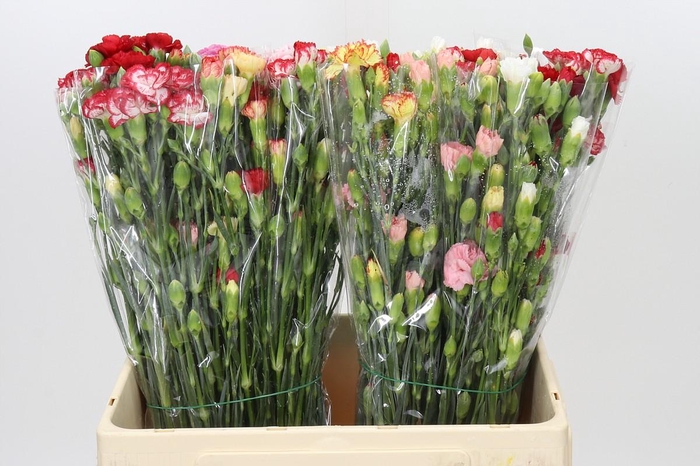 <h4>Dianthus Sp Mix in Bucket</h4>