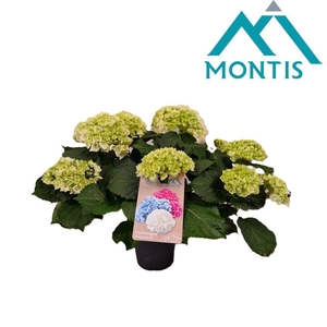 Hydrangea Crystal Palace 15 cm 11+