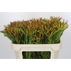 Leucadendron Ayoba Cherry Pearl