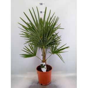Trachycarpus fortunei