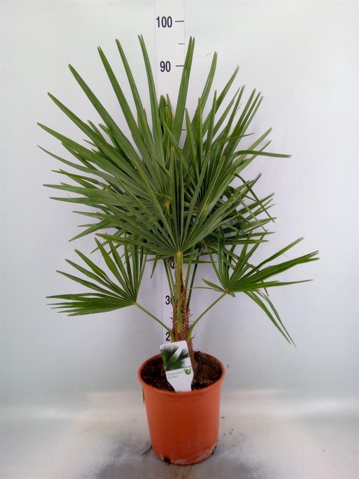 <h4>Trachycarpus fortunei</h4>