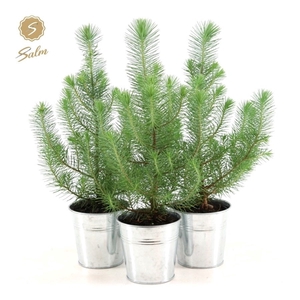 Pinus pinea 'Silver Crest' P10,5 in Zinc Old-Look