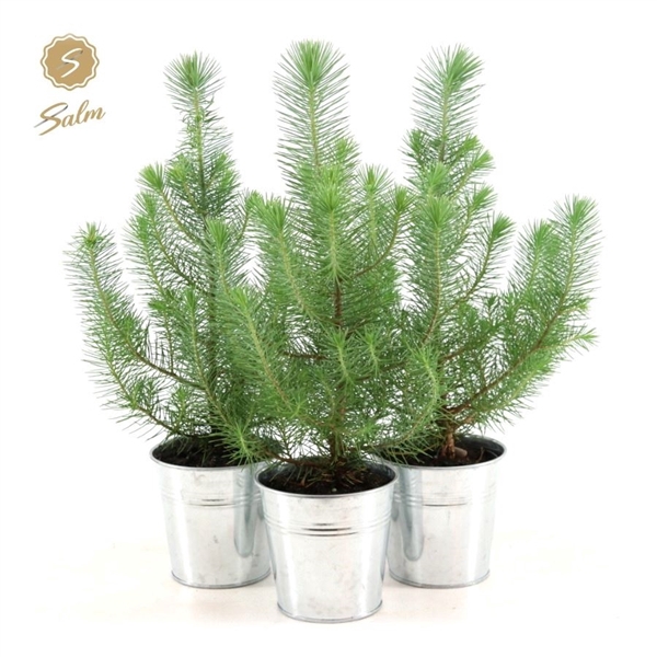 <h4>Pinus pinea 'Silver Crest' P10,5 in Zinc Old-Look</h4>