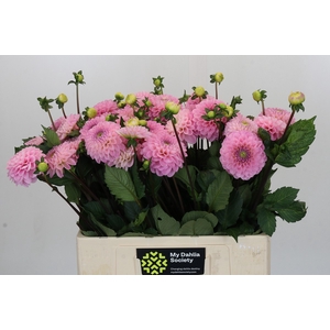 Dahlia Wizard of Oz