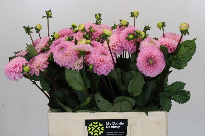 Dahlia Wizard of Oz