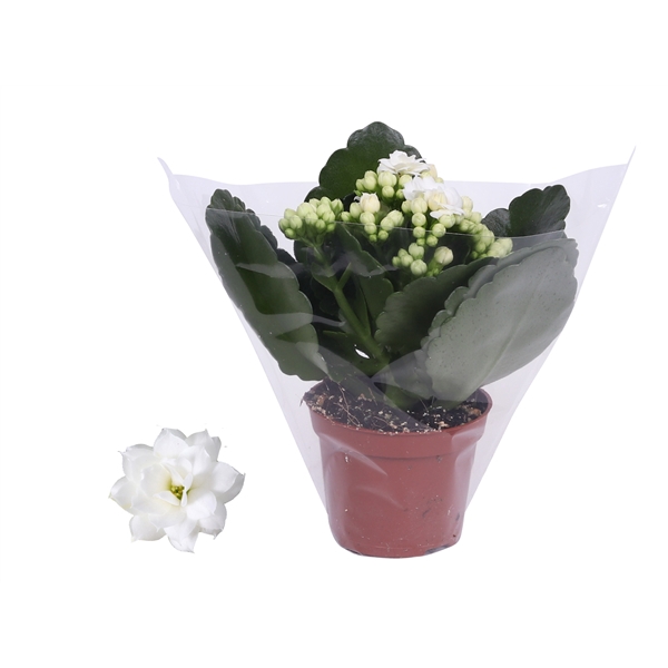 <h4>Kalanchoe Rosalina 06cm Don Dione wit, Blanco hoes</h4>