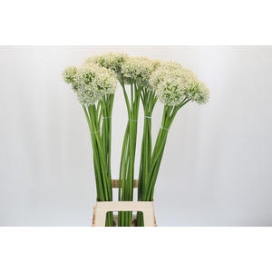 Allium White Giant