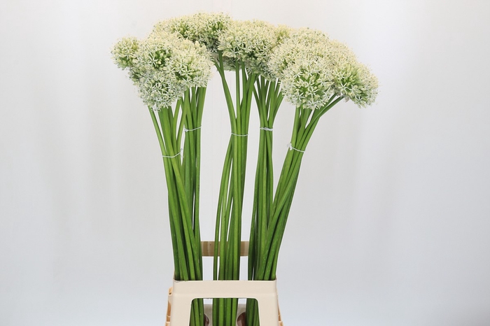 Allium White Giant