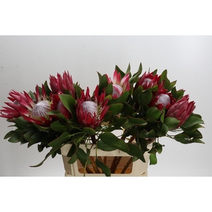 Protea Cynaroides Madiba