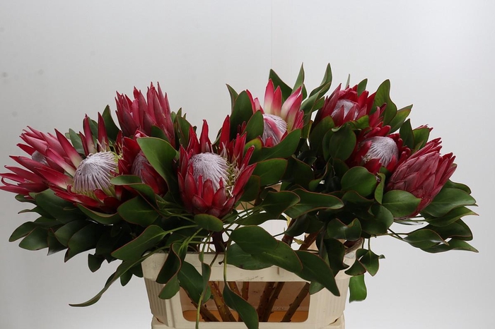 <h4>Protea Cynaroides Madiba</h4>