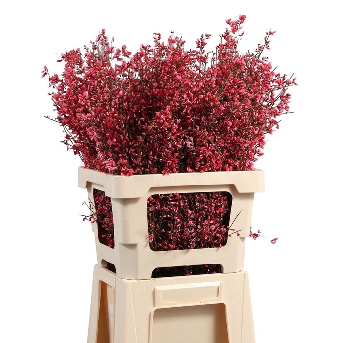 <h4>Ginster Geverfd</h4>