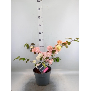 Viburnum plicatum 'Rosace'