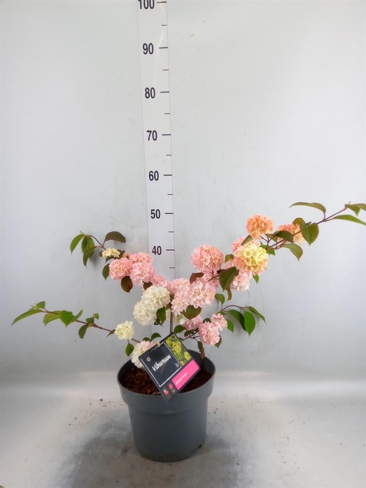 <h4>Viburnum plicatum 'Rosace'</h4>