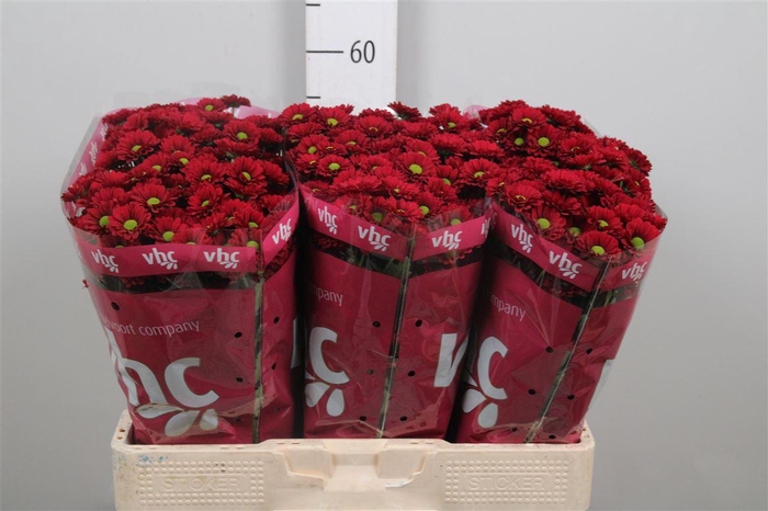 <h4>Chr S Ladybird</h4>