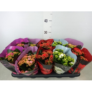 Kalanchoe blos.   ..rosebud rs fl 5