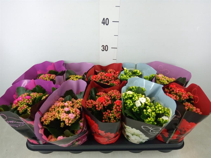 <h4>Kalanchoe blos.   ..rosebud rs fl 5</h4>