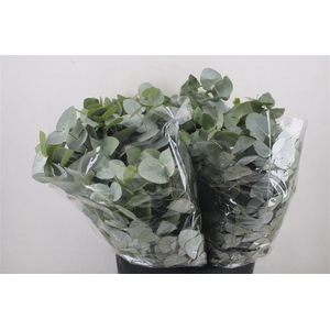 Euca Cinerea Short 150gr P Bunch