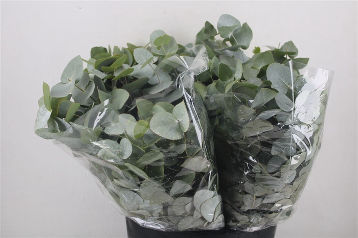 <h4>Euca Cinerea Short 150gr P Bunch</h4>