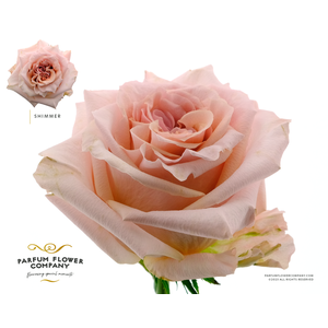 Rosa Premium Shimmer