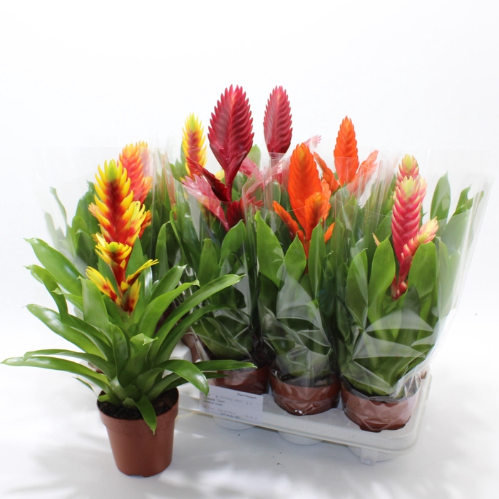 <h4>VRIES GEM 8 SRT</h4>