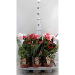 Anthurium andr. 'Melito'