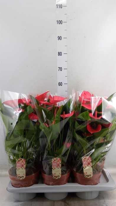 <h4>Anthurium andr. 'Melito'</h4>