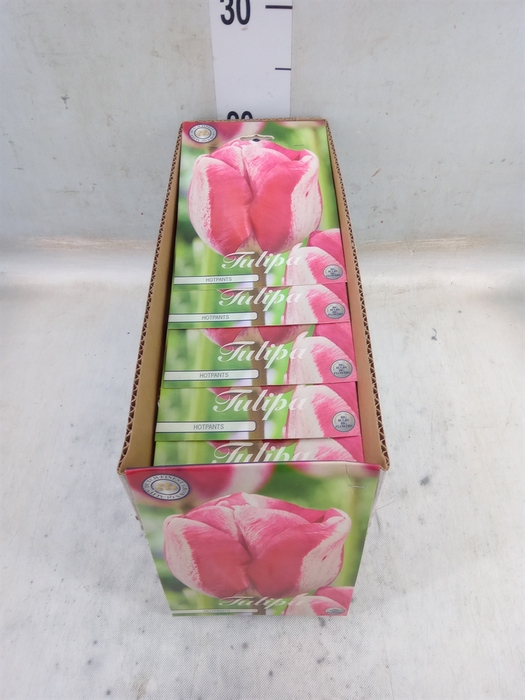 <h4>Tulipa   ...flowerbulbs</h4>