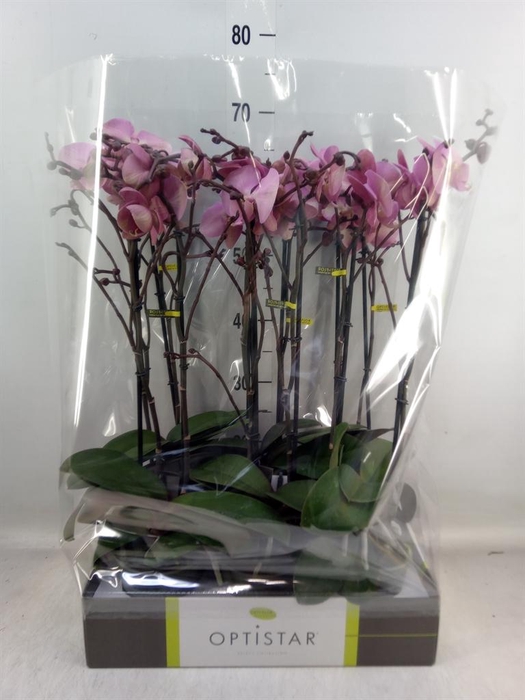 <h4>Phalaenopsis ...rose</h4>