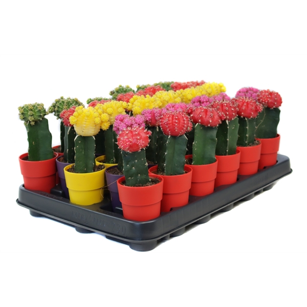 <h4>Cactus geent 5,5 cm in plastic tango sierpot</h4>