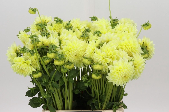 <h4>Dahlia Banana Baby</h4>