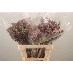 Syr Ruhm Von Horstenstein