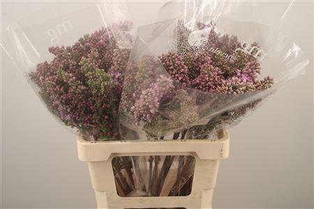 <h4>Syr Ruhm Von Horstenstein</h4>