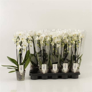 PHAL EL CASCADE