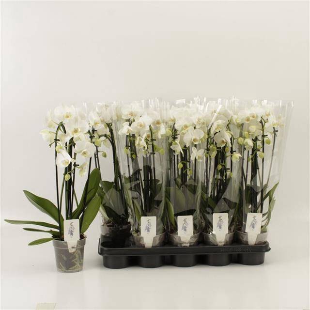 <h4>PHAL EL CASCADE</h4>