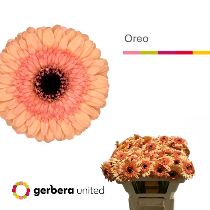 <h4>Germini Oreo Water</h4>